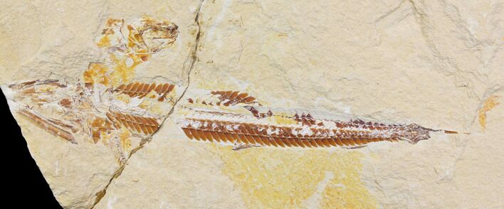 Bargain, Cretaceous Viper Fish (Prionolepis) - Lebanon #147179